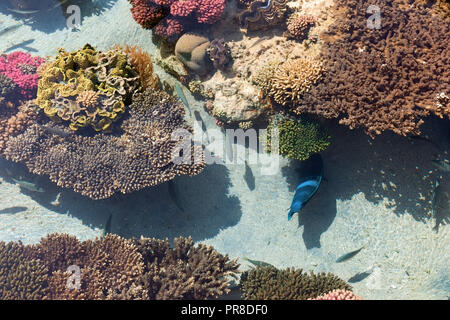 Coralli colorati e piccoli pesci in Eilat Foto Stock