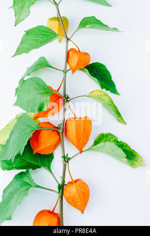 Fiore di arancia di physalis alkekengi isolati su sfondo bianco. Withania somnifera. Ashwagandha. Lanterna cinese piante, Lanterna giapponese, vescica c Foto Stock