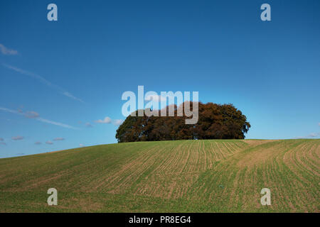 Cluster di piccole dimensioni di alberi in cima a una collina su del The Pennine Way, vicino Wortley, South Yorkshire, su un soleggiato autunno giornata inglese Foto Stock