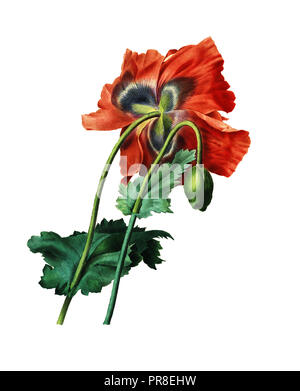 Xix secolo illustrazione di un papavero. Incisione di Pierre-Joseph Redoute. Pubblicato in Choix Des plus belles Fleurs, Parigi (1827). Foto Stock