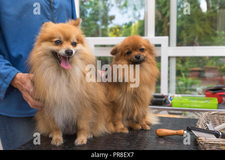 Coppia di Pomerania Spitz tedesco cani è in piedi sulla tavola di toelettatura rivolta verso la telecamera. Orizzontalmente. Foto Stock