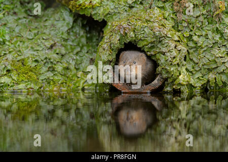 Acqua Vole (Arvicola amphibius), Kent, Regno Unito. Nel tubo di drenaggio. Febbraio 2015 Foto Stock