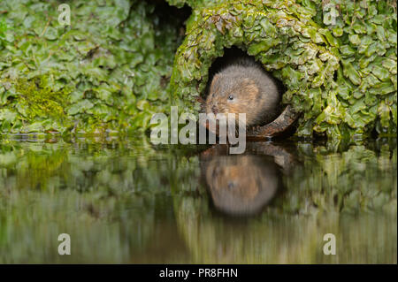 Acqua Vole (Arvicola amphibius), Kent, Regno Unito. Nel tubo di drenaggio. Febbraio 2015 Foto Stock