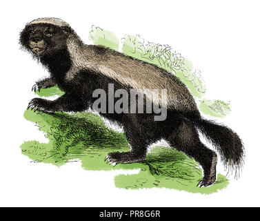 Xix secolo illustrazione di un miele badger, noto anche come il ratel - una specie di mustelid nativo di Africa, Asia sud-ovest e il Subconti indiano Foto Stock