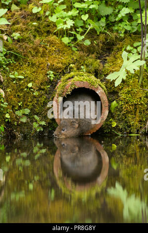 Acqua Vole (Arvicola amphibius), Kent, Regno Unito. Nel tubo di drenaggio. Aprile 2015 Foto Stock