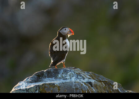 Puffin (Fratercula arctica). Isola di Flatey, Breiðafjörður, Islanda. Luglio 2015. Con il piccolo pesce nel becco. Foto Stock