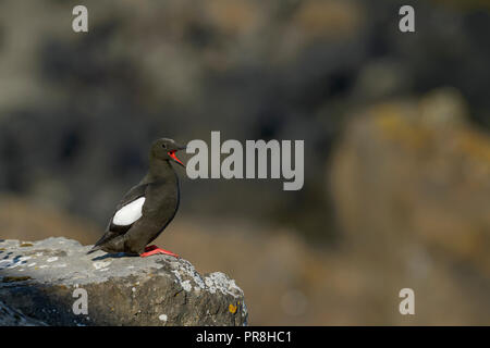 Black guillemot (Cepphus grylle). Isola di Flatey, Breiðafjörður, Islanda. Luglio 2015 Foto Stock