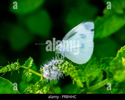 Un cavolo bianco bianco feed butterfly off di piccoli fiori bianchi in un giardino nel centro di Kanagawa, Giappone Foto Stock