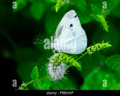 Un cavolo bianco bianco feed butterfly off di piccoli fiori bianchi in un giardino nel centro di Kanagawa, Giappone Foto Stock