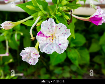 Bianco brillante e meraviglia di rosa fiori fioriscono in un parco rurale nel centro di Kanagawa, Giappone Foto Stock