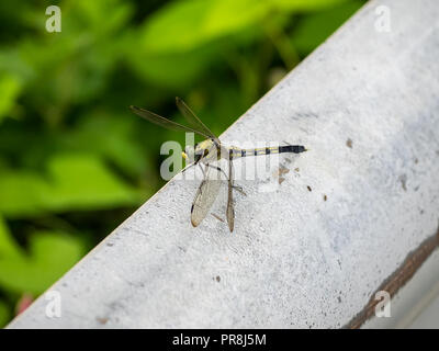 Un verde piccola libellula giapponese riposa accanto a un campo di riso nel centro di Kanagawa, Giappone Foto Stock