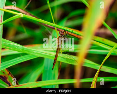 Una femmina di aliante dragonfly sorge arroccato su erbe lunghe lungo un percorso a piedi in centrale Kanagawa, Giappone. Foto Stock