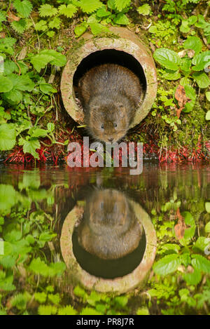 Acqua Vole (Arvicola amphibius), Kent, Regno Unito. Nel tubo di drenaggio. Aprile 2015 Foto Stock