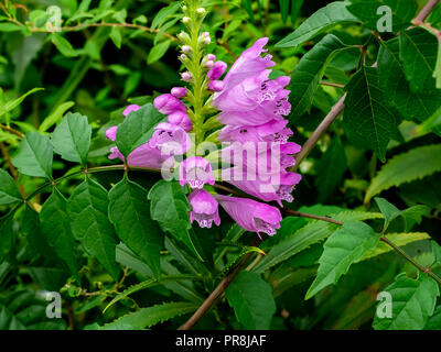 Grappoli di piccoli fiori viola fiorisce in una trama orto vicino ad un blocco di appartamenti nel centro di Kanagawa, Giappone Foto Stock