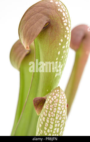 Sarracenia (American tromba brocca)-1 Foto Stock