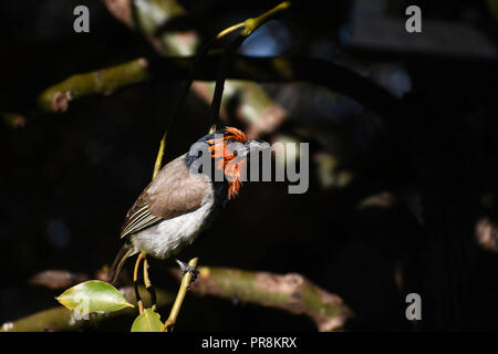 Nero-collare (Barbet lybius torquatus) appollaiato su un ramo, Pretoria, Sud Africa Foto Stock