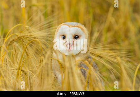 Il barbagianni (Tyto alba) si fermò in golden campo di mais e rivolto in avanti. Bellissimo il gufo bianco con il cuore a forma di disco per il viso. Orizzontale. Foto Stock