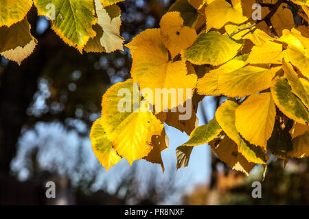 Littleleaf Linden Tilia cordata foglie, albero di lime autunno giallo foglie luce del sole, Linden foglie Foto Stock