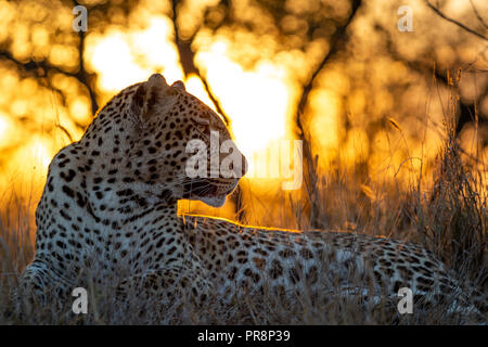 Maschio di Leopard al crepuscolo Foto Stock