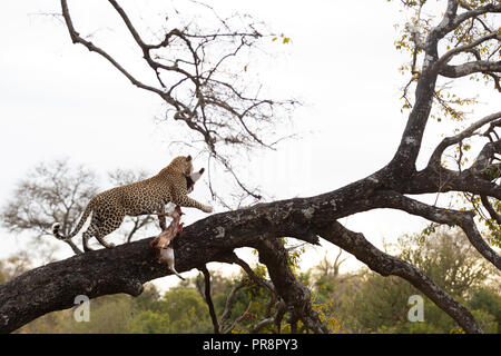 Un maschio dominante leopard trascina un fresco bushbuck uccidere fino in un jackal berry tree nel grande Parco Nazionale Kruger Foto Stock
