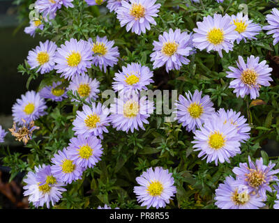 Blue ray petali giallo e centro della fioritura autunnale, compatto, perenne Aster dumosus x ibrido, Aster autunno gioielli "Aqua" compatto Foto Stock