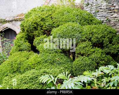 Sagomata verde fogliame sempreverde del densamente sagomata cedro giapponese, Cryptomeria japonica 'Vilmoriniana' Foto Stock