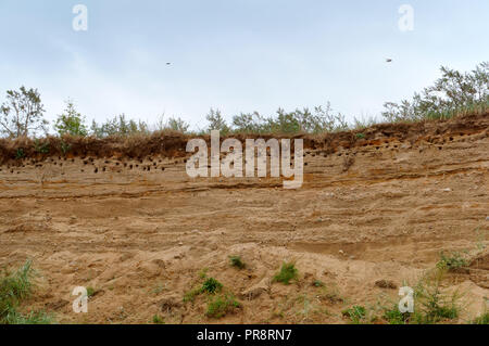 Nido nel burrone, il Bird's Nest burrows sulla scoscesa riva del mare Foto Stock