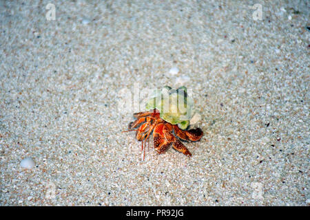 Terra granchio eremita, variabilis sp., ant Atoll, Pohnpei, Stati Federati di Micronesia Foto Stock