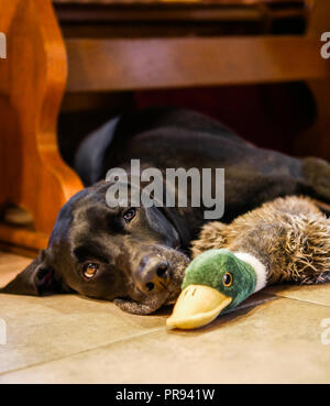 Nero labrador retriever giacente al di sotto di una tavola con un giocattolo di peluche animale. Foto Stock