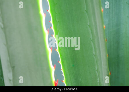 Sfondo astratto textuer di Cactus piante succulente Foto Stock