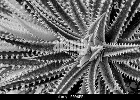 Sfondo astratto textuer di Cactus piante succulente Foto Stock