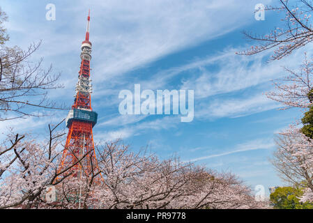 La Tokyo Tower e il Sakura la fioritura dei ciliegi in Primavera, a Tokyo, Giappone. Foto Stock