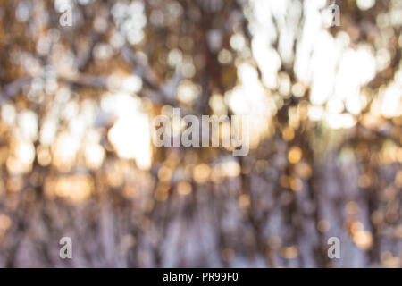 TheBokeh di una Canon 24mm EF-S lenswith sfocati arbusti invernali nella luce della sera. Foto Stock