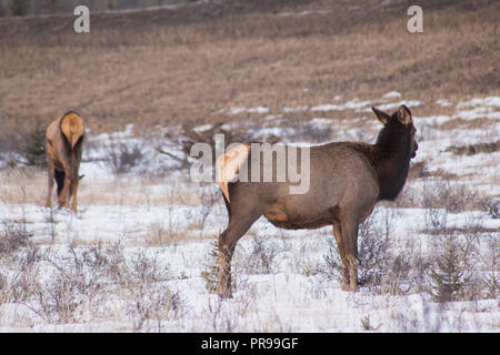 Il Canmore Wapiti mandria è alimentare accanto all'autostrada a metà inverno. Foto Stock