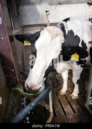 Bianco e nero holstein spotted cow all'interno di farm bevande Foto Stock