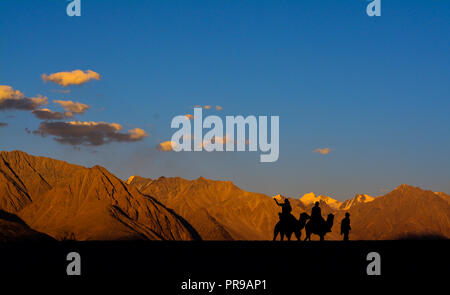 Una corsa in cammello a dune di sabbia, Hunder in Ladakh regione di Jammu e Kashmir (India) Foto Stock