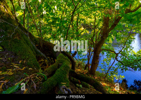 Autumn begins leaves changing color in first days of fall season change concept. End of summer days, early autumn Foto Stock