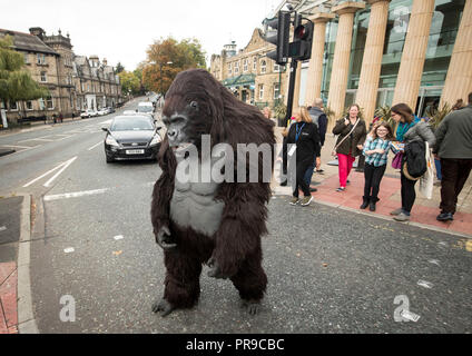 Un turismo Uganda life-size animatronic gorilla di montagna attraversa la strada al di fuori della fauna selvatica &AMP; Safari Travel Show a Harrogate Convenzione in Harrogate, Yorkshire. Foto Stock