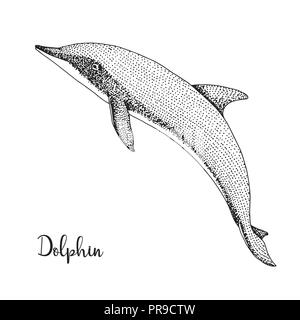 Disegnata a mano Dolphin. Illustrazione Vettoriale in stile di disegno Illustrazione Vettoriale