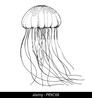 Disegnato a mano le meduse. Illustrazione Vettoriale in stile di disegno Illustrazione Vettoriale