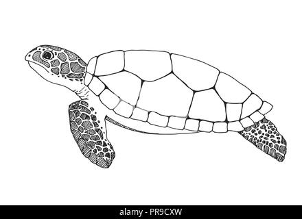 Schizzo sea turtle isolati su sfondo bianco. Illustrazione Vettoriale Illustrazione Vettoriale