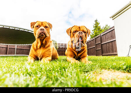 Il Dogue de Bordeaux Bordeaux mastiff, Francese mastiff o Bordeauxdog è un grande francese mastiff razza e uno del più antico francese cane razze. Foto Stock