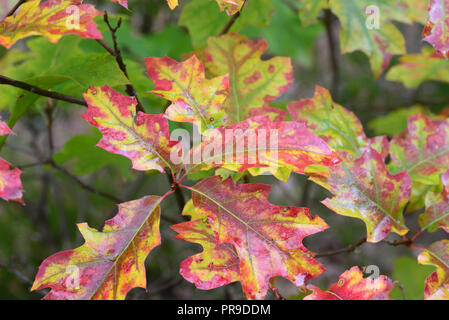 Autunno bagnato di quercia rossa foglie, il fuoco selettivo, macro Foto Stock