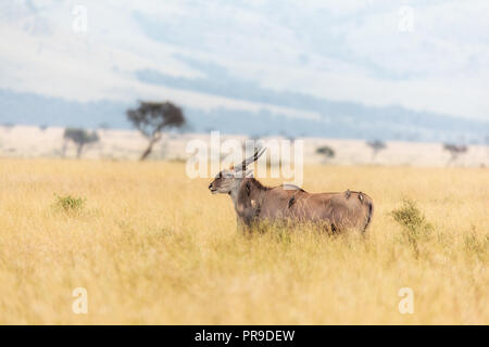 Adulto kudu, essendo curato da diversi rosso-fatturati oxpeckers, in rosso-oat erba dei Masai Mara, Kenya. Foto Stock