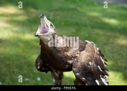 Golden Eagle ( Aquila chrystaetos) chiamando con becco aperto che mostra la parte interna della sua bocca Foto Stock