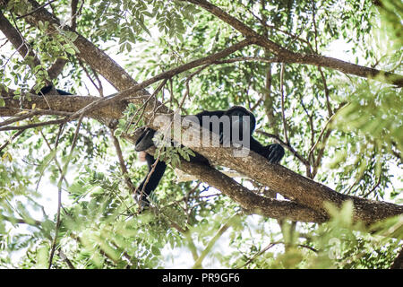 Scimmia Urlatrice poltrire nella struttura ad albero, Costa Rica Foto Stock