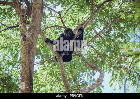 Scimmia Urlatrice poltrire nella struttura ad albero, Costa Rica Foto Stock