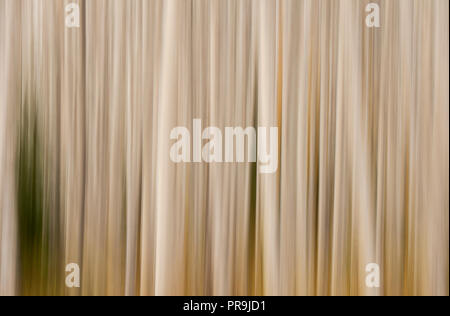 Aspens; colori autunnali; impressioni; Denali National Park, Alaska. Foto Stock