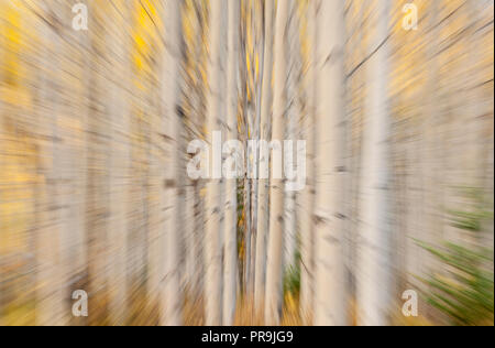 Aspens; colori autunnali; impressioni; Denali National Park, Alaska. Foto Stock