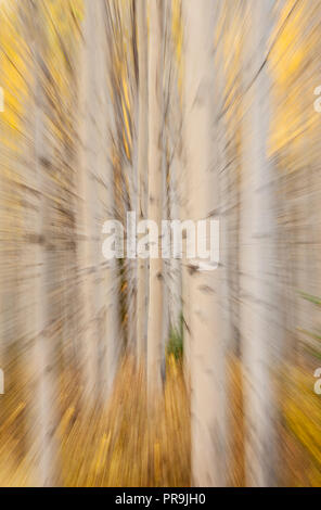 Aspens; colori autunnali; impressioni; Denali National Park, Alaska. Foto Stock